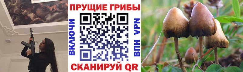 Псилоцибиновые грибы GOLDEN TEACHER  Обь 